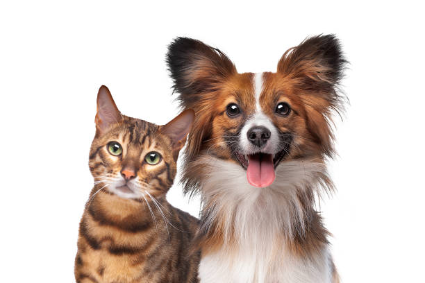 Pets